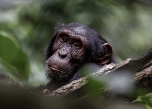 9 Days Uganda Wildlife Safari