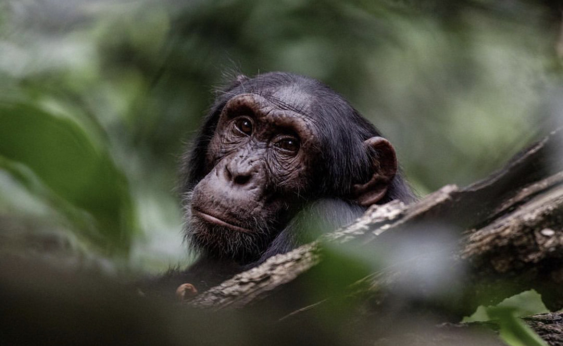 9 Days Uganda Wildlife Safari