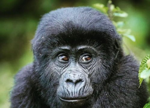 3 DAYS GORILLA TRACKING