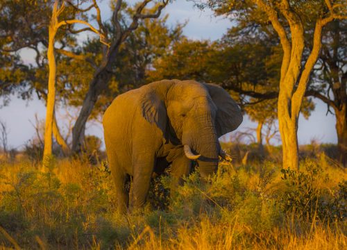7 Days Kenya & Serengeti Tanzania Safari