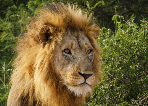 5 Day Safari Itinerary
