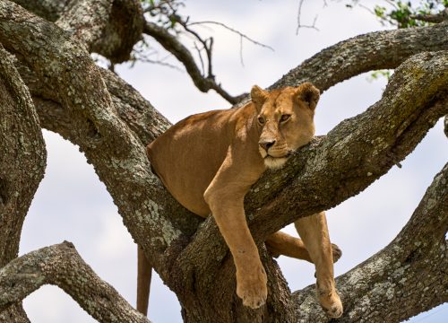 6 DAYS UGANDA ADVENTURE