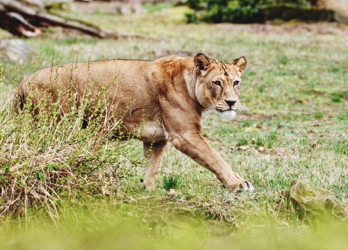 7 Days Uganda Adventure