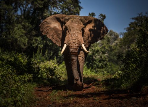 12 DAYS UGANDA TOUR