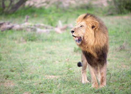 10 Days Uganda Safari – Wildlife, Gorillas, Chimpanzees