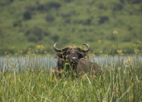 3 Days Tour to Lake Mburo National Park