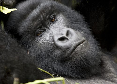 5 Days Gorilla Tracking and Queen Elizabeth
