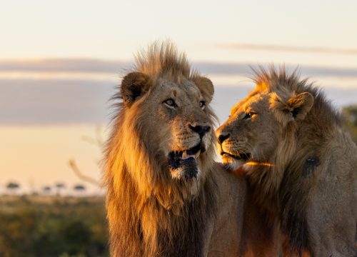 4 Days Family Queen Elizabeth Safari