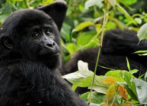 8 Days Adventure Uganda