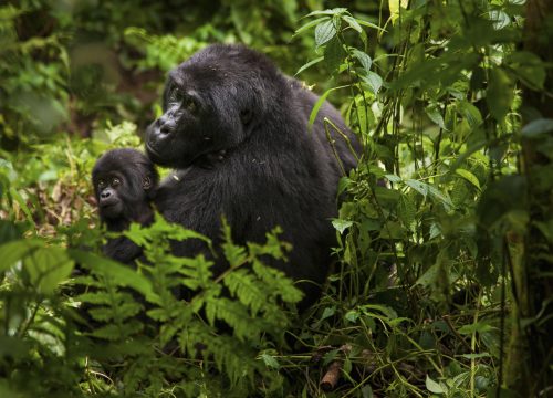 3 Days Rwanda Gorilla Tracking safari