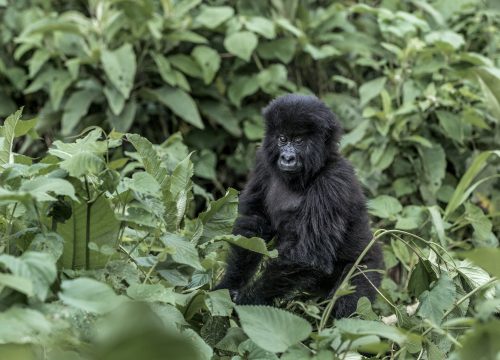 4 Days Mgahinga Gorilla Safari
