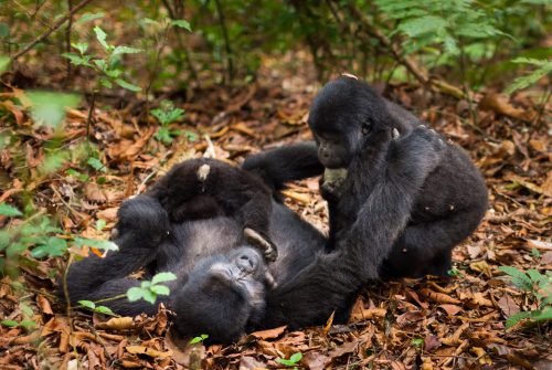 A mountain gorilla family. Three animals in the wild in Rwanda. Gorilla beringei beringei,